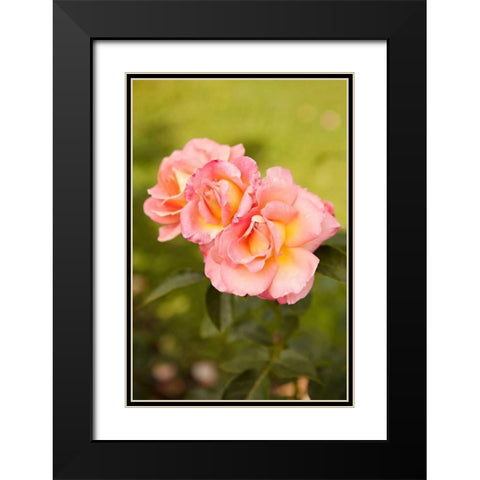 Rose Garden I Black Modern Wood Framed Art Print with Double Matting by Millet, Karyn