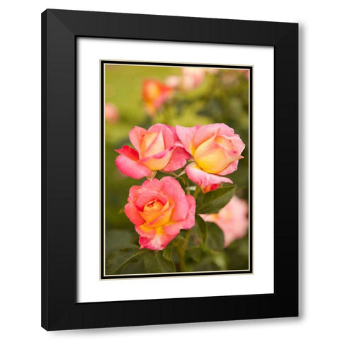 Rose Garden II Black Modern Wood Framed Art Print with Double Matting by Millet, Karyn