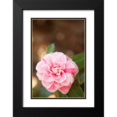 Bokeh Rose I Black Modern Wood Framed Art Print with Double Matting by Millet, Karyn