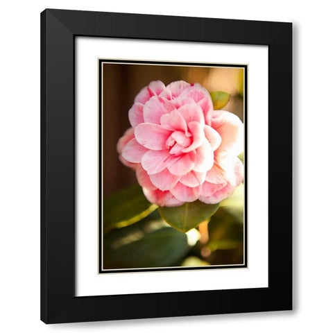 Bokeh Rose II Black Modern Wood Framed Art Print with Double Matting by Millet, Karyn