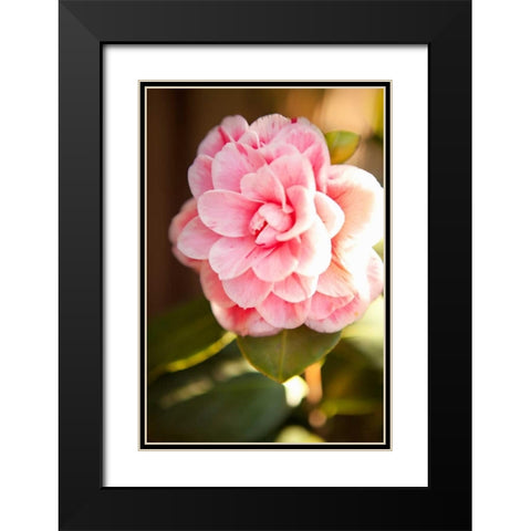 Bokeh Rose II Black Modern Wood Framed Art Print with Double Matting by Millet, Karyn