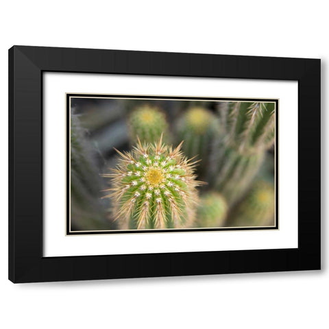 Cactus I Black Modern Wood Framed Art Print with Double Matting by Millet, Karyn