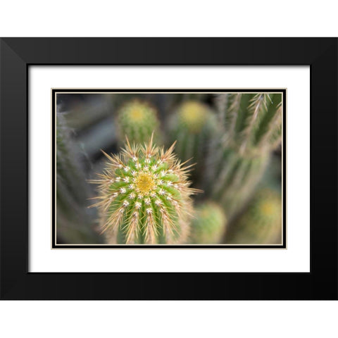 Cactus I Black Modern Wood Framed Art Print with Double Matting by Millet, Karyn
