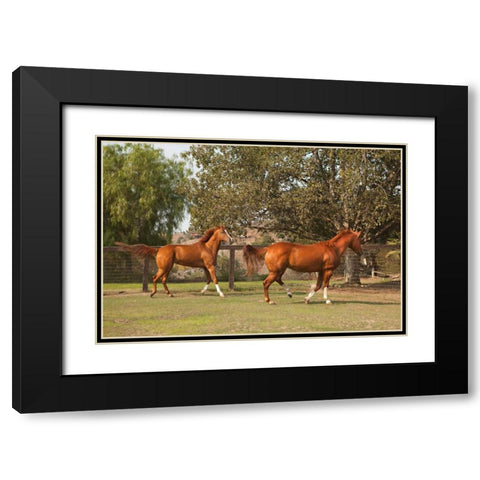 Horse Play I Black Modern Wood Framed Art Print with Double Matting by Millet, Karyn