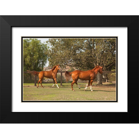 Horse Play I Black Modern Wood Framed Art Print with Double Matting by Millet, Karyn