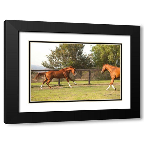 Horse Play II Black Modern Wood Framed Art Print with Double Matting by Millet, Karyn