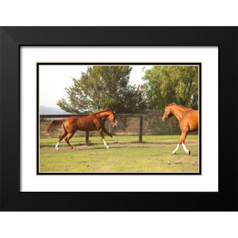 Horse Play II Black Modern Wood Framed Art Print with Double Matting by Millet, Karyn