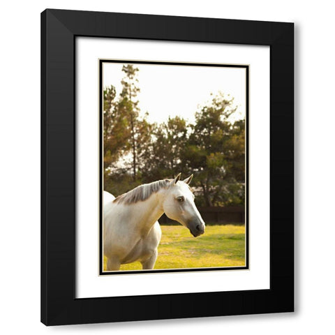 White Horse Black Modern Wood Framed Art Print with Double Matting by Millet, Karyn