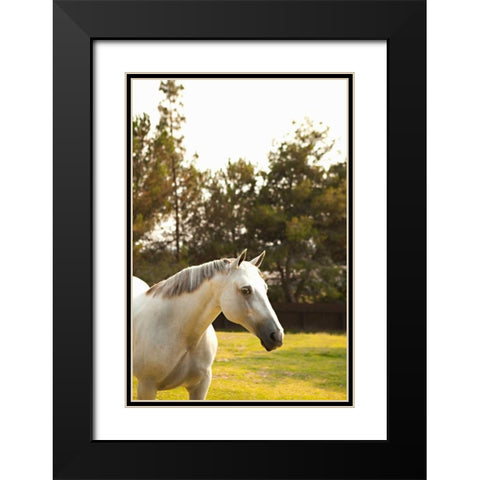 White Horse Black Modern Wood Framed Art Print with Double Matting by Millet, Karyn