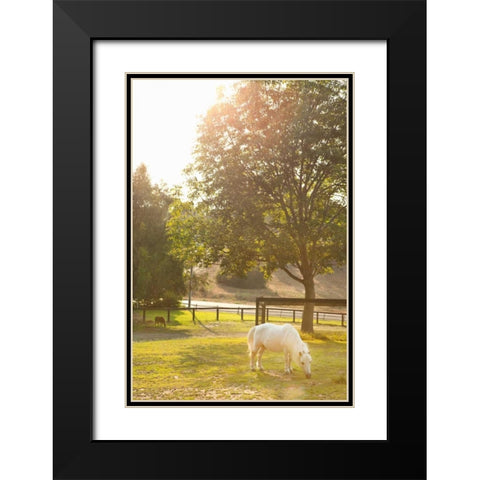 White Pony Black Modern Wood Framed Art Print with Double Matting by Millet, Karyn