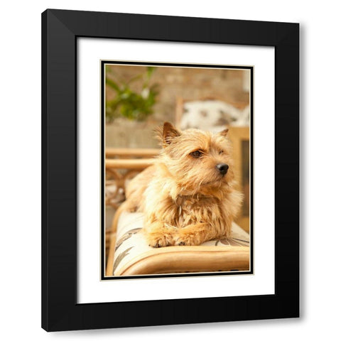 Sunny Spot Black Modern Wood Framed Art Print with Double Matting by Millet, Karyn