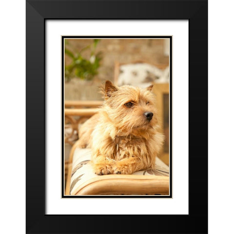 Sunny Spot Black Modern Wood Framed Art Print with Double Matting by Millet, Karyn
