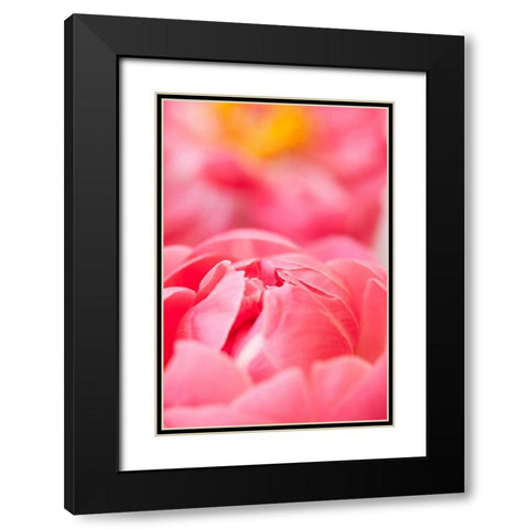Pink Peony II Black Modern Wood Framed Art Print with Double Matting by Millet, Karyn