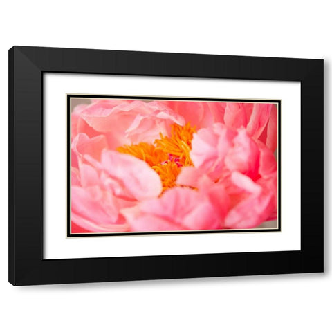 Pink Peony V Black Modern Wood Framed Art Print with Double Matting by Millet, Karyn