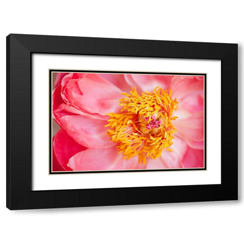 Pink Peony VI Black Modern Wood Framed Art Print with Double Matting by Millet, Karyn