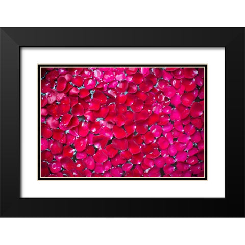 Pink Petals II Black Modern Wood Framed Art Print with Double Matting by Millet, Karyn
