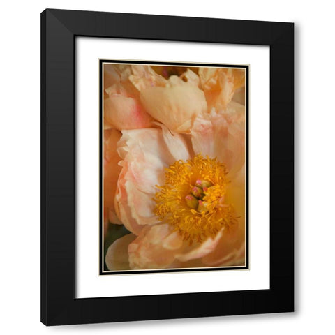 Peach Peonies I Black Modern Wood Framed Art Print with Double Matting by Millet, Karyn