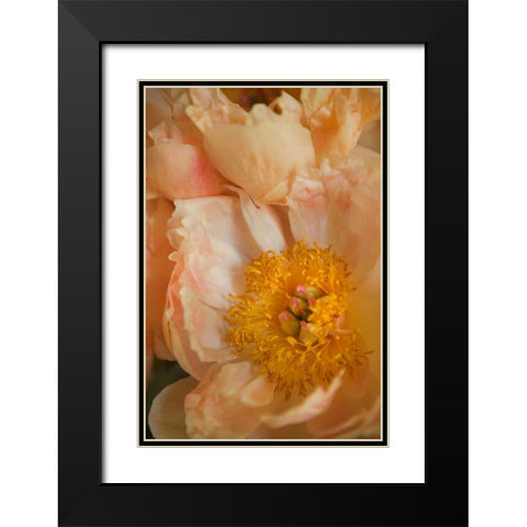 Peach Peonies I Black Modern Wood Framed Art Print with Double Matting by Millet, Karyn