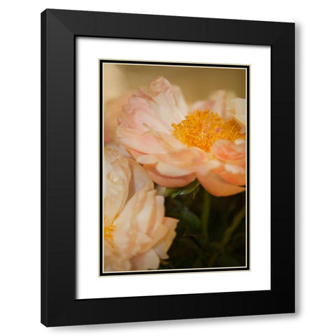 Peach Peonies II Black Modern Wood Framed Art Print with Double Matting by Millet, Karyn