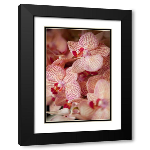 Orchid II Black Modern Wood Framed Art Print with Double Matting by Millet, Karyn