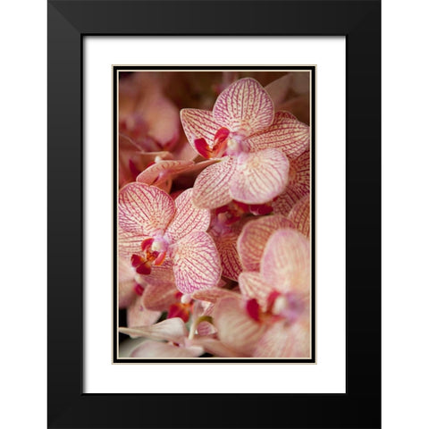 Orchid II Black Modern Wood Framed Art Print with Double Matting by Millet, Karyn