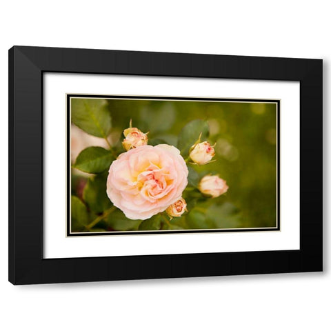 Rose Bush I Black Modern Wood Framed Art Print with Double Matting by Millet, Karyn