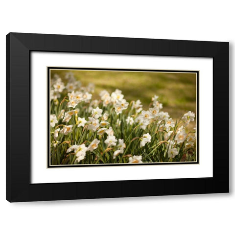 Daffodils Black Modern Wood Framed Art Print with Double Matting by Millet, Karyn