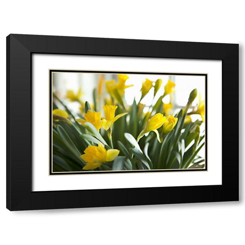 Daffodil Bouquet Black Modern Wood Framed Art Print with Double Matting by Millet, Karyn