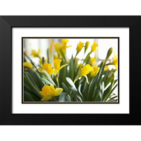Daffodil Bouquet Black Modern Wood Framed Art Print with Double Matting by Millet, Karyn