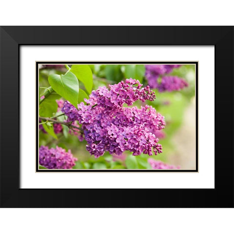 Lilac Black Modern Wood Framed Art Print with Double Matting by Millet, Karyn