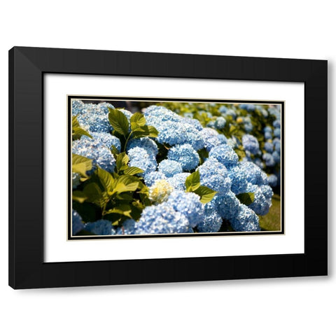 Blue Hydrangea Black Modern Wood Framed Art Print with Double Matting by Millet, Karyn