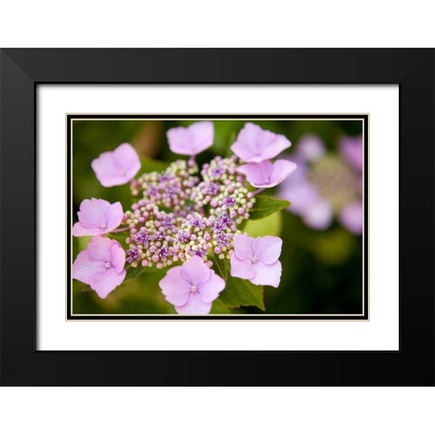 Pink bloom Black Modern Wood Framed Art Print with Double Matting by Millet, Karyn