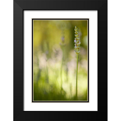Lavender I Black Modern Wood Framed Art Print with Double Matting by Millet, Karyn