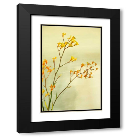 Kangaroo Paw I Black Modern Wood Framed Art Print with Double Matting by Millet, Karyn