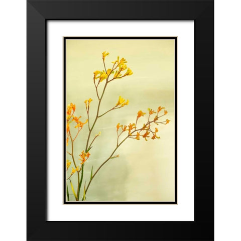 Kangaroo Paw I Black Modern Wood Framed Art Print with Double Matting by Millet, Karyn