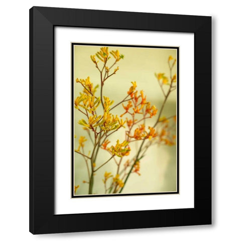 Kangaroo Paw II Black Modern Wood Framed Art Print with Double Matting by Millet, Karyn