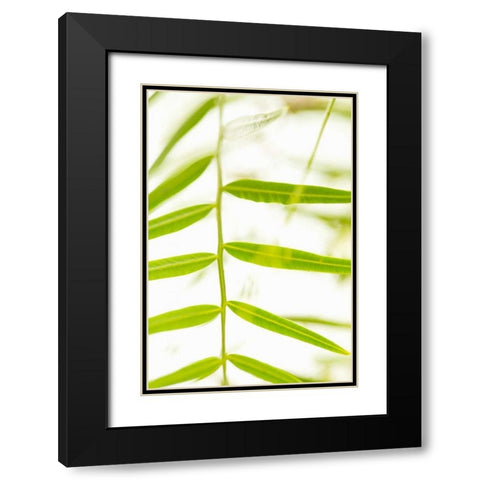 Palm Fonds III Black Modern Wood Framed Art Print with Double Matting by Millet, Karyn
