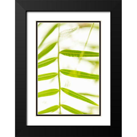 Palm Fonds III Black Modern Wood Framed Art Print with Double Matting by Millet, Karyn