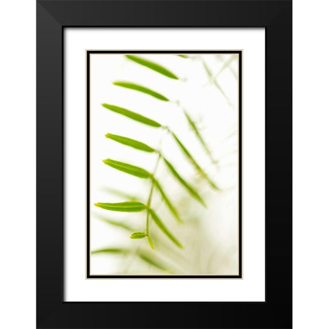 Palm Fonds IV Black Modern Wood Framed Art Print with Double Matting by Millet, Karyn