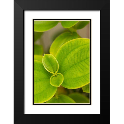 Tropical Leaves I Black Modern Wood Framed Art Print with Double Matting by Millet, Karyn