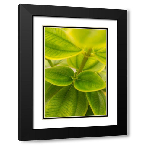 Tropical Leaves II Black Modern Wood Framed Art Print with Double Matting by Millet, Karyn