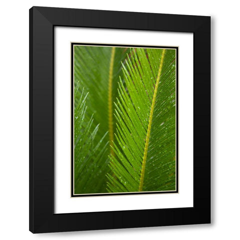 Fern Black Modern Wood Framed Art Print with Double Matting by Millet, Karyn