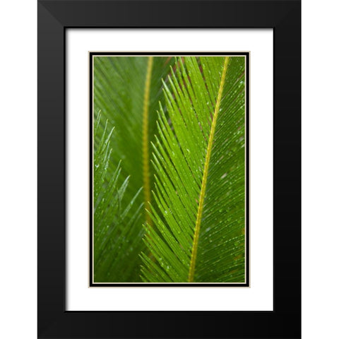 Fern Black Modern Wood Framed Art Print with Double Matting by Millet, Karyn