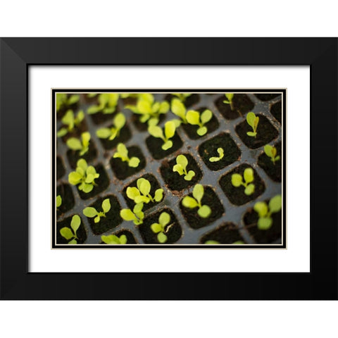 Seedlings Black Modern Wood Framed Art Print with Double Matting by Millet, Karyn