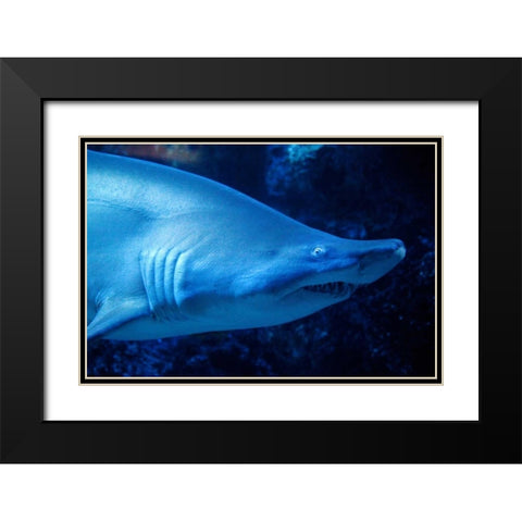 Shark Black Modern Wood Framed Art Print with Double Matting by Millet, Karyn