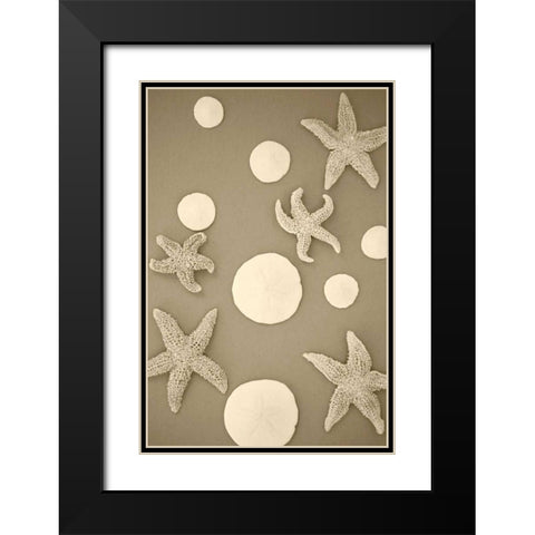 Starfish and Sand Dollars II Black Modern Wood Framed Art Print with Double Matting by Millet, Karyn