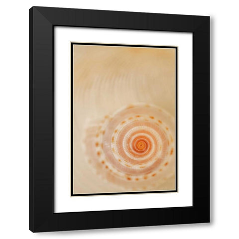 Sea Shells I Black Modern Wood Framed Art Print with Double Matting by Millet, Karyn