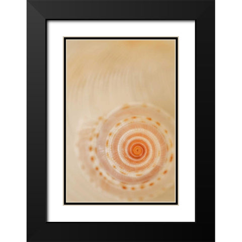 Sea Shells I Black Modern Wood Framed Art Print with Double Matting by Millet, Karyn