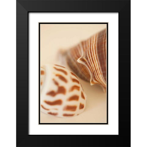 Sea Shells II Black Modern Wood Framed Art Print with Double Matting by Millet, Karyn