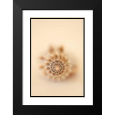 Sea Shells III Black Modern Wood Framed Art Print with Double Matting by Millet, Karyn